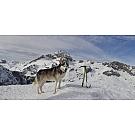 Piccozza Climbing Technology Hound +