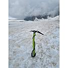 Piccozza Climbing Technology Hound +
