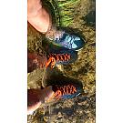Scarpe da trekking basse Salewa Wildfire 2 GTX