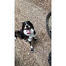 Stivali per cani Ruffwear Grip Trex